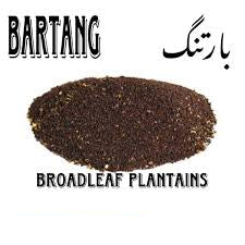 Broadleaf Plantain (Bartang)