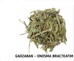 Borage (Gao Zaban) – Borago officinalis