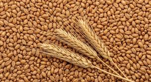 Barley (Joo)